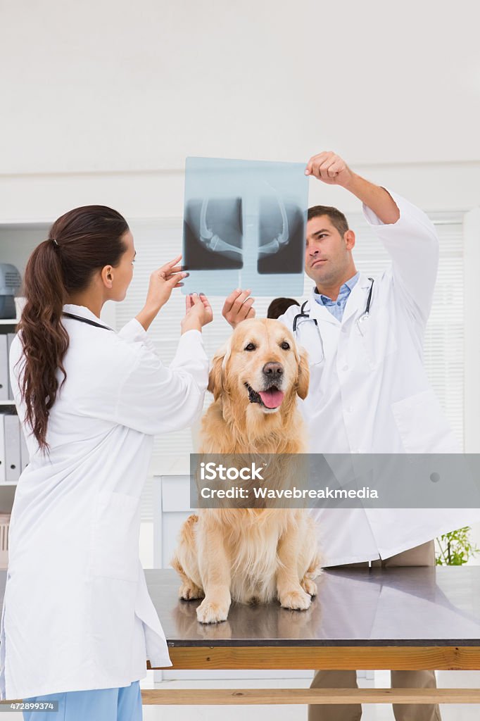 Veterinarian coworker examining dogs x-ray Veterinarian coworker examining dogs x-ray in medical office  Medical X-ray Stock Photo