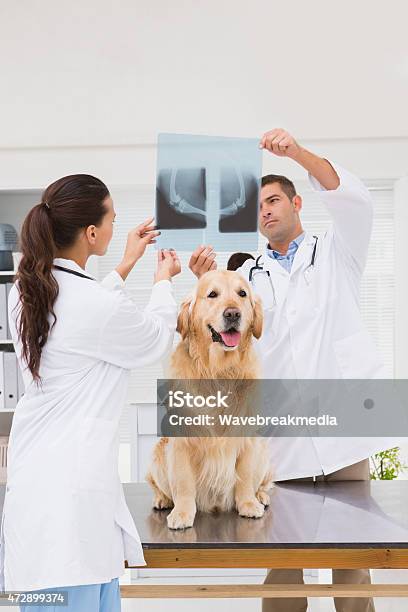 Veterinarian Coworker Examining Dogs Xray Stock Photo - Download Image Now - Medical X-ray, Veterinarian, Dog