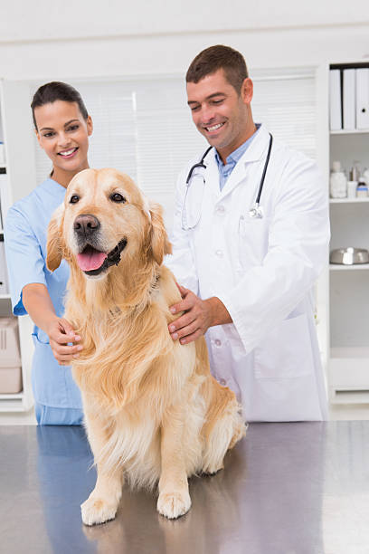 istock Vet coworker examining dog 472899430