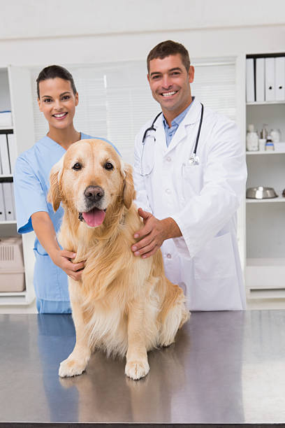 istock Vet coworker examining dog 472899432