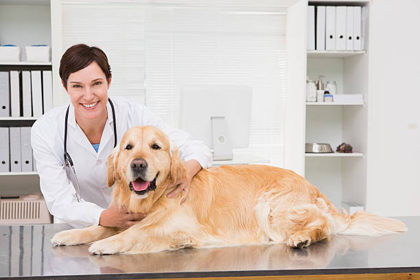 istock Smiling veterinarian examining a cute dog 472899464