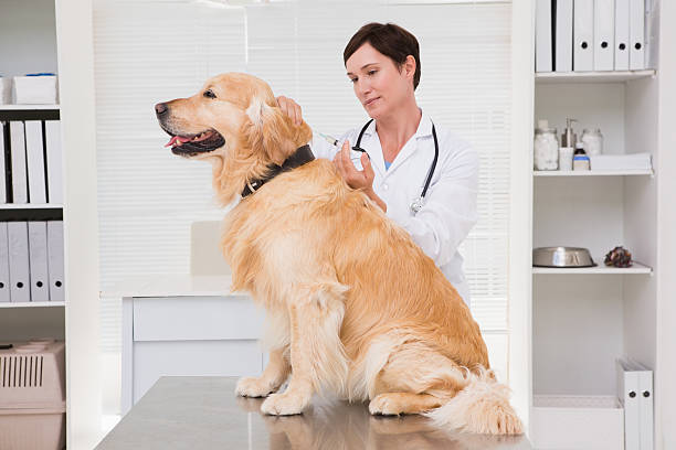 istock Veterinarian doing injection at a cute dog 472899488