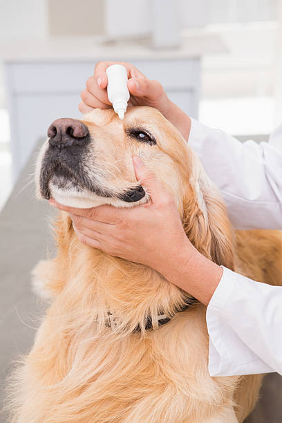istock Veterinarian examining a cute dog 472899528