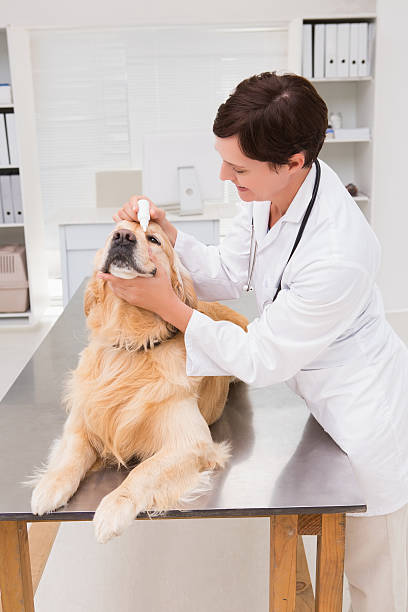 istock Veterinarian examining a cute dog 472899534