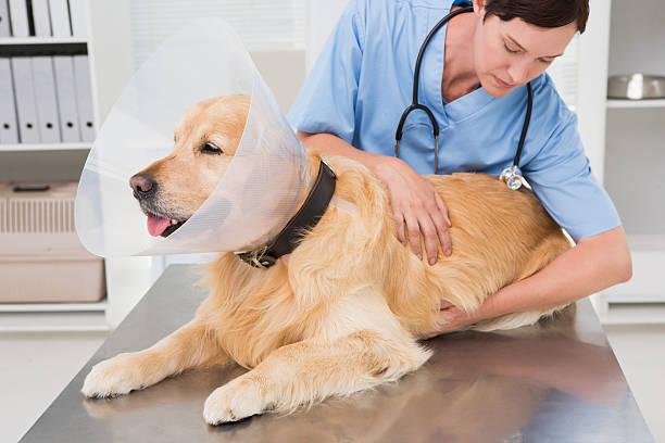 istock Veterinarian examining a cute dog 472899552