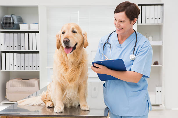 istock Vet examining a dog and writing on clipboard 472899580