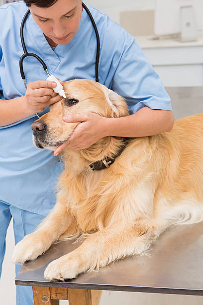 istock Veterinarian examining a cute dog 472899642