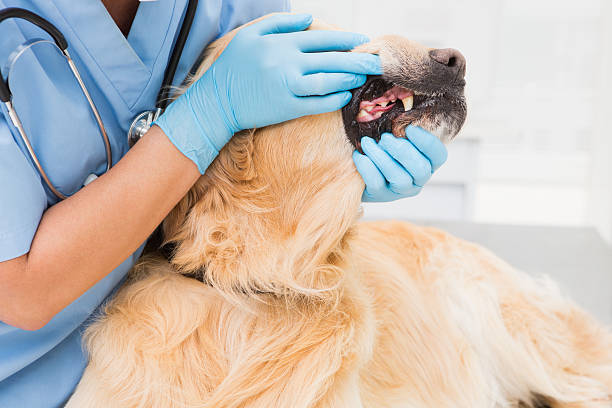 istock Veterinarian examining teeth of a cute dog 472899702