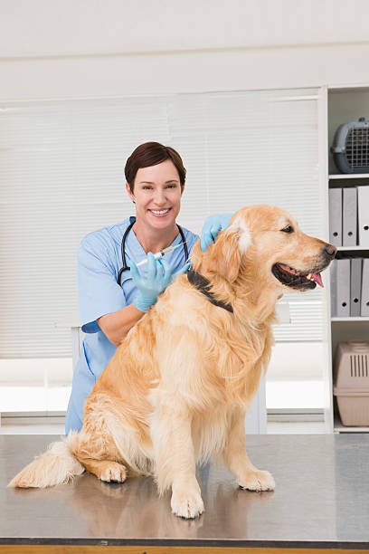 istock Veterinarian doing injection at a cute dog 472899706