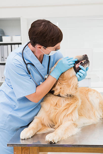 istock Veterinarian examining teeth of a cute dog 472899724