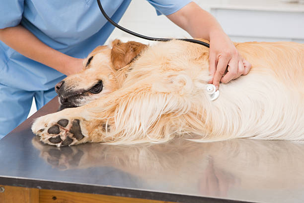 istock Veterinarian examining a cute dog 472899788
