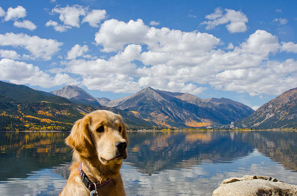 twin lakes herbst reflexion und golden retriever welpe - golden retriever dog autumn leaf stock-fotos und bilder