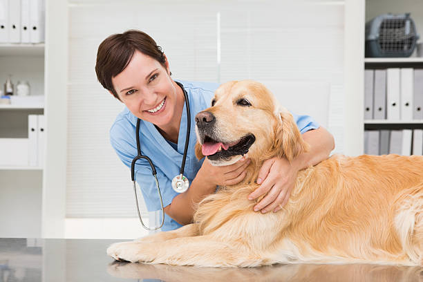 istock Smiling veterinarian examining a cute dog 472899812