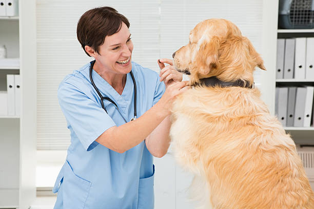 istock Smiling veterinarian examining a cute dog 472899814