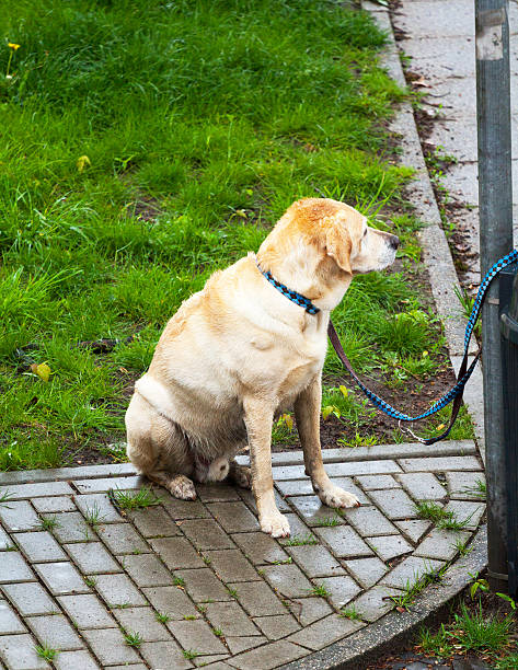 istock Golden retriever dog at line and pole 472899930