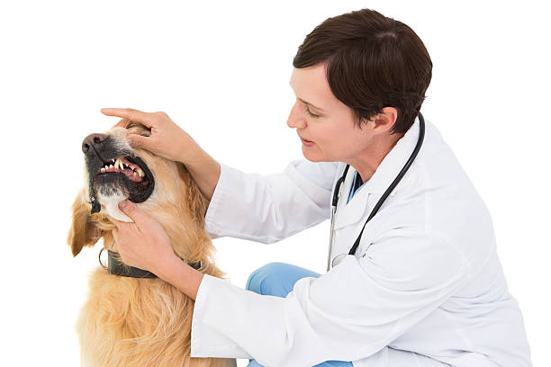 istock Veterinarian examining teeth of a cute dog 472899982