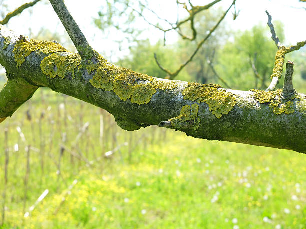 flechte das um die niederlassung von walnut tree. - yellow green algae stock-fotos und bilder