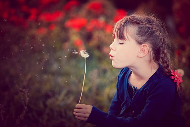 giovane ragazza soffiare fiore tarassaco semi - formal garden ornamental garden child single flower foto e immagini stock