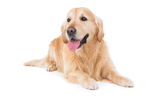 istock Lying dog looking to the side 472903226