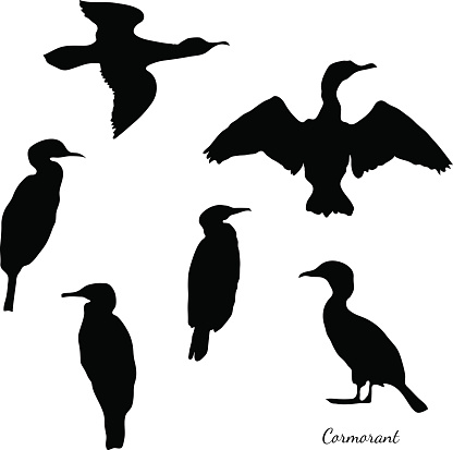 Set of black isolated vector silhouettes of birds cormorant). 