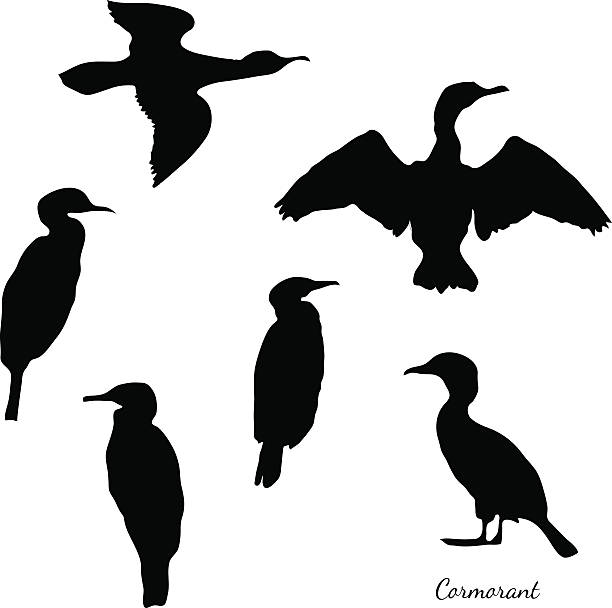 Somorant bird. Set of black isolated vector silhouettes of birds cormorant).  cormorant stock illustrations