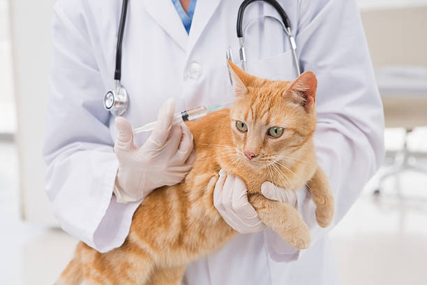 istock Veterinarian doing injection at a cat 472903726