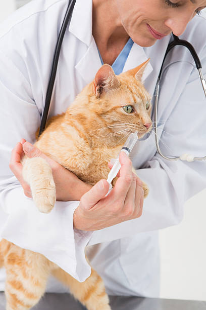 istock Veterinarian doing injection at a cute grey cat 472903734