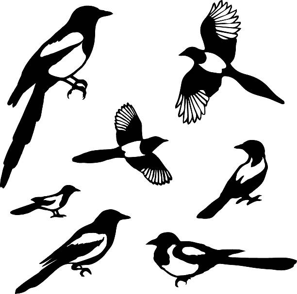 ilustraciones, imágenes clip art, dibujos animados e iconos de stock de conjunto de negro aislado vector siluetas de aves (urraca). - urraca