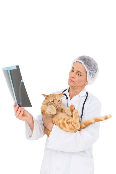 istock Veterinarian holding cat and looking at xray 472904012