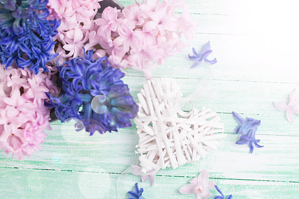 Background with white decorative heart and  fresh  pink and violet flowers hyacinths in ray of light   on turquoise painted wooden planks. Selective focus. Place for text.