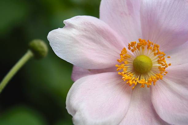 istock Anemone hupehensis 472905918