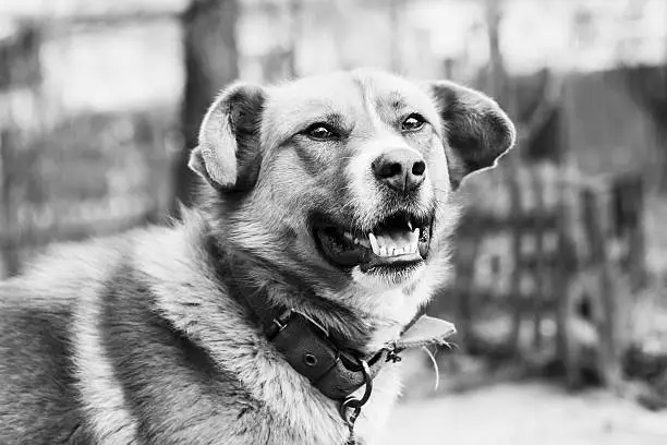 Photo of Black and white photo of cute dog with a collar