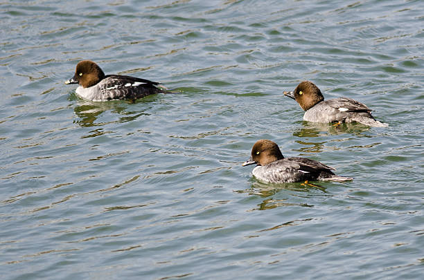 Three Female Common Goldeneyes Swimming in the Lake Three Female Common Goldeneyes Swimming in the Lake female goldeneye duck bucephala clangula swimming stock pictures, royalty-free photos & images