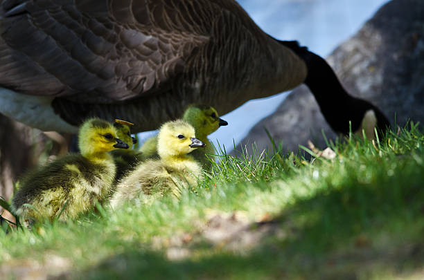 istock Newborn Goslings Staying Close to Mom 472908860