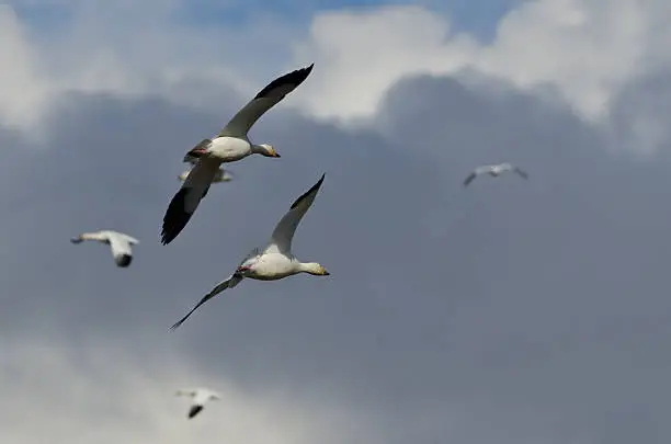Flying with the Snow Geese High in the Cloudy Sky