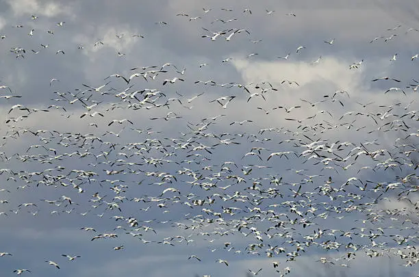 Massive Flock of Snow Geese Flying Through the Sky