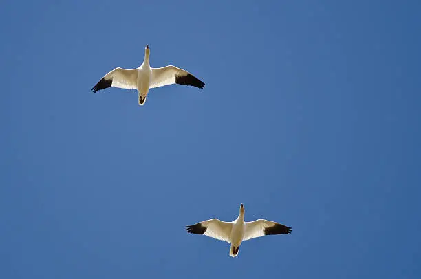 Pair of Snow Geese Flying in a Blue Sky