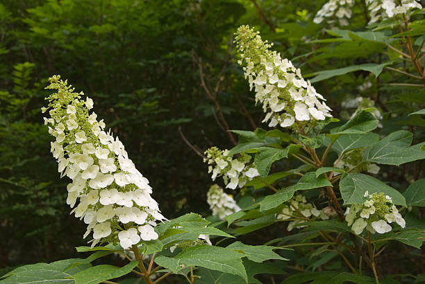 Showy bianco fiori di Ortensia Alias Oakleaf hydrange con foglie di quercia - foto stock