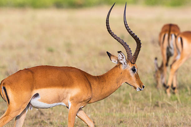 istock Impala antelope buck with big horns 472910902