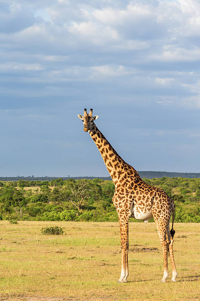 istock Giraffe standing at the savanna 472910904
