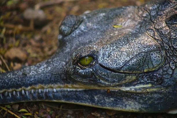 istock The head of the crocodile close up 472911174