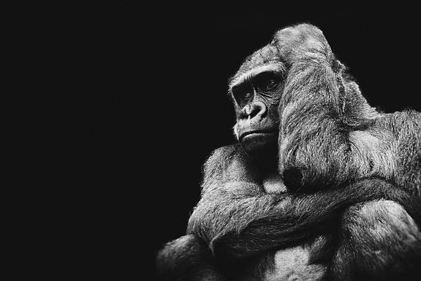 Gorilla Silhouette