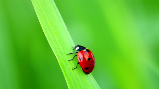 Ladybug on green grass