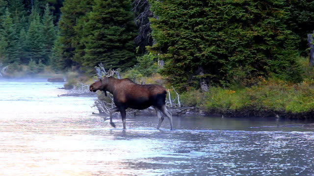 Moose Crossing mountain River