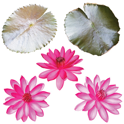 set of pink lotus isolated on white background