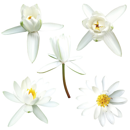 set of white lotus isolated on white background