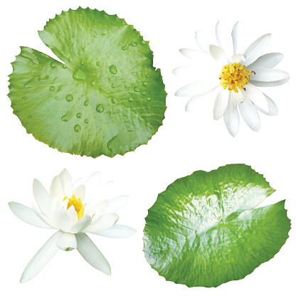 white lotus and leaves isolated on white background