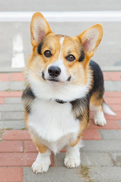 istock dog Pembroke Welsh corgi smiling 472914890