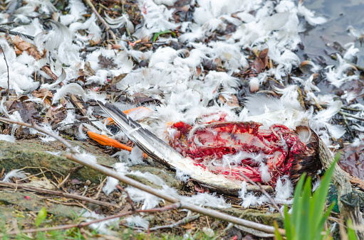 Cruel Nature, carcass of a duck that was torn by a wild animal.