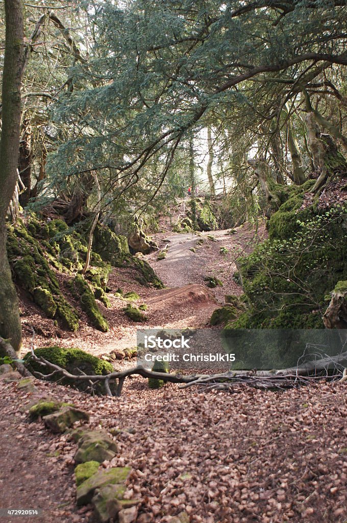 puzzle wood path Path through puzzle wood in the wye valley, used in lots of films and TV shows 2015 Stock Photo